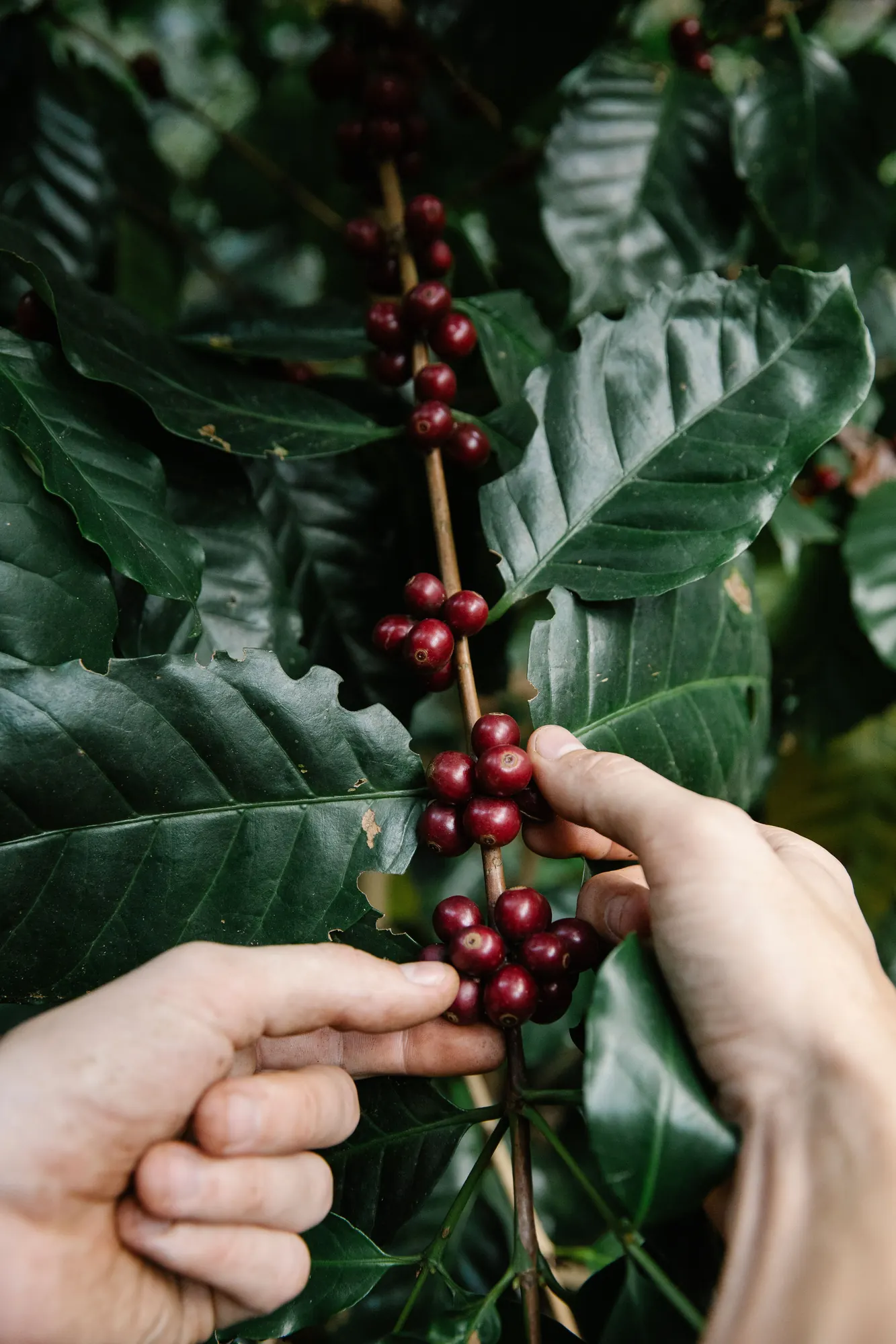 A hand picking ripe red coffee cherries from the branch