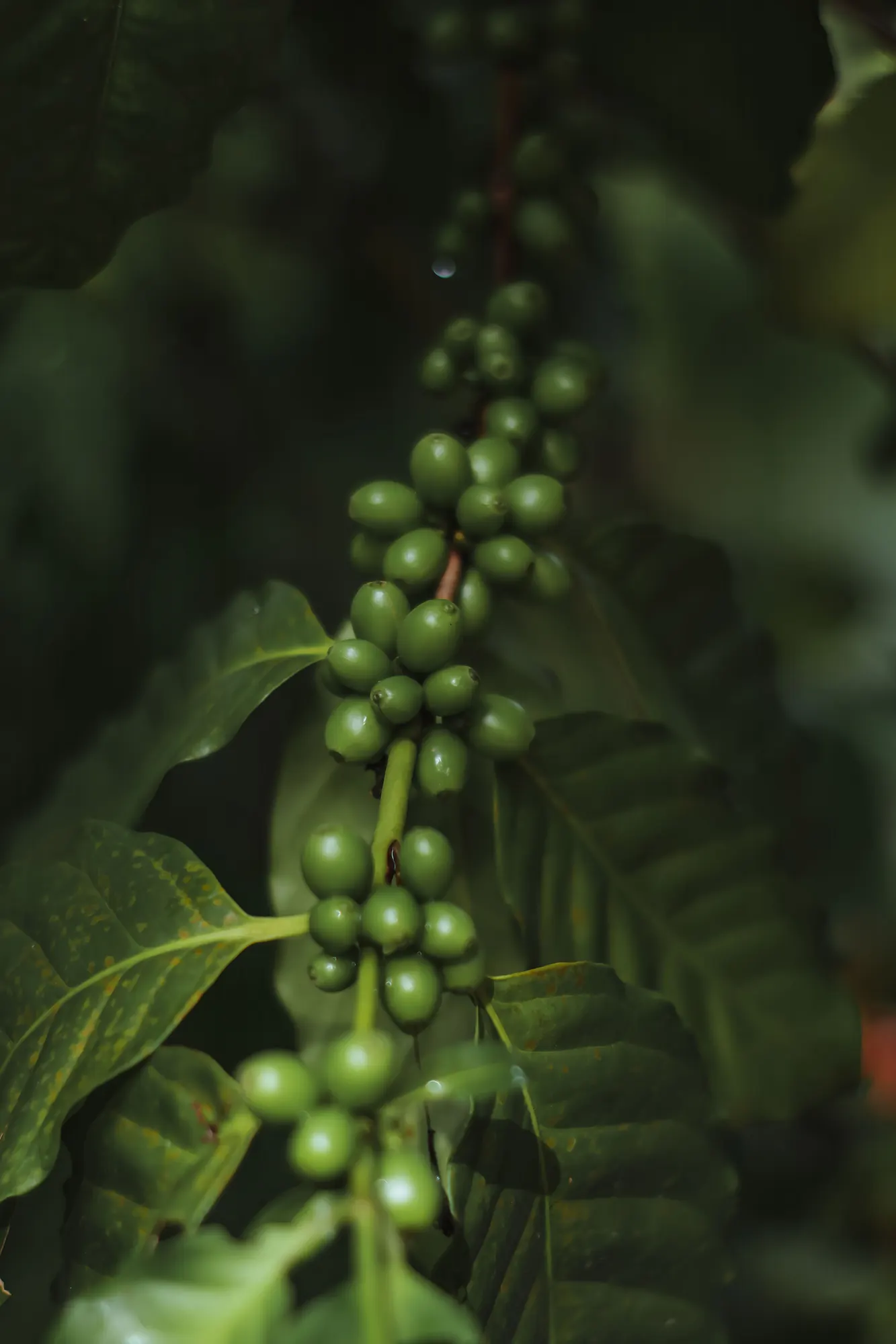 Green cherries ripen slowly at altitude