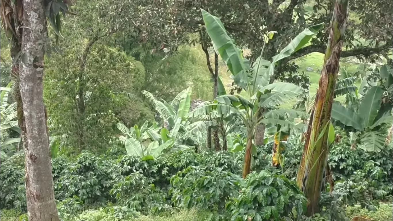 Young coffee bushes growing under banana plants and tall shade trees