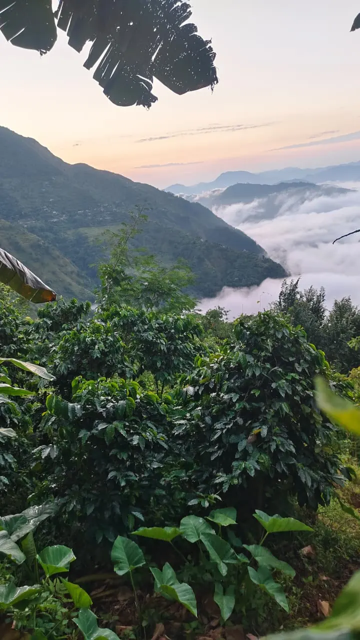 Coffee bushes on a Lumpek terrace with a sea of cloud in the valley below