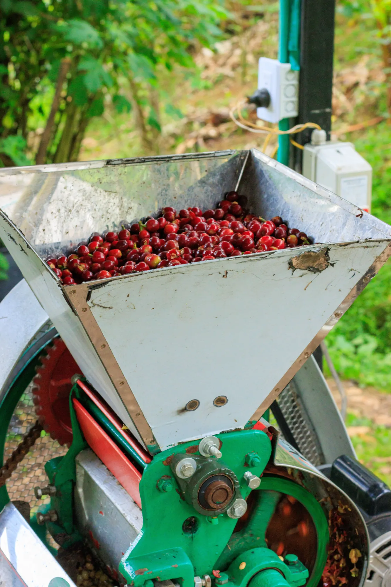 Pulping the same day as picking