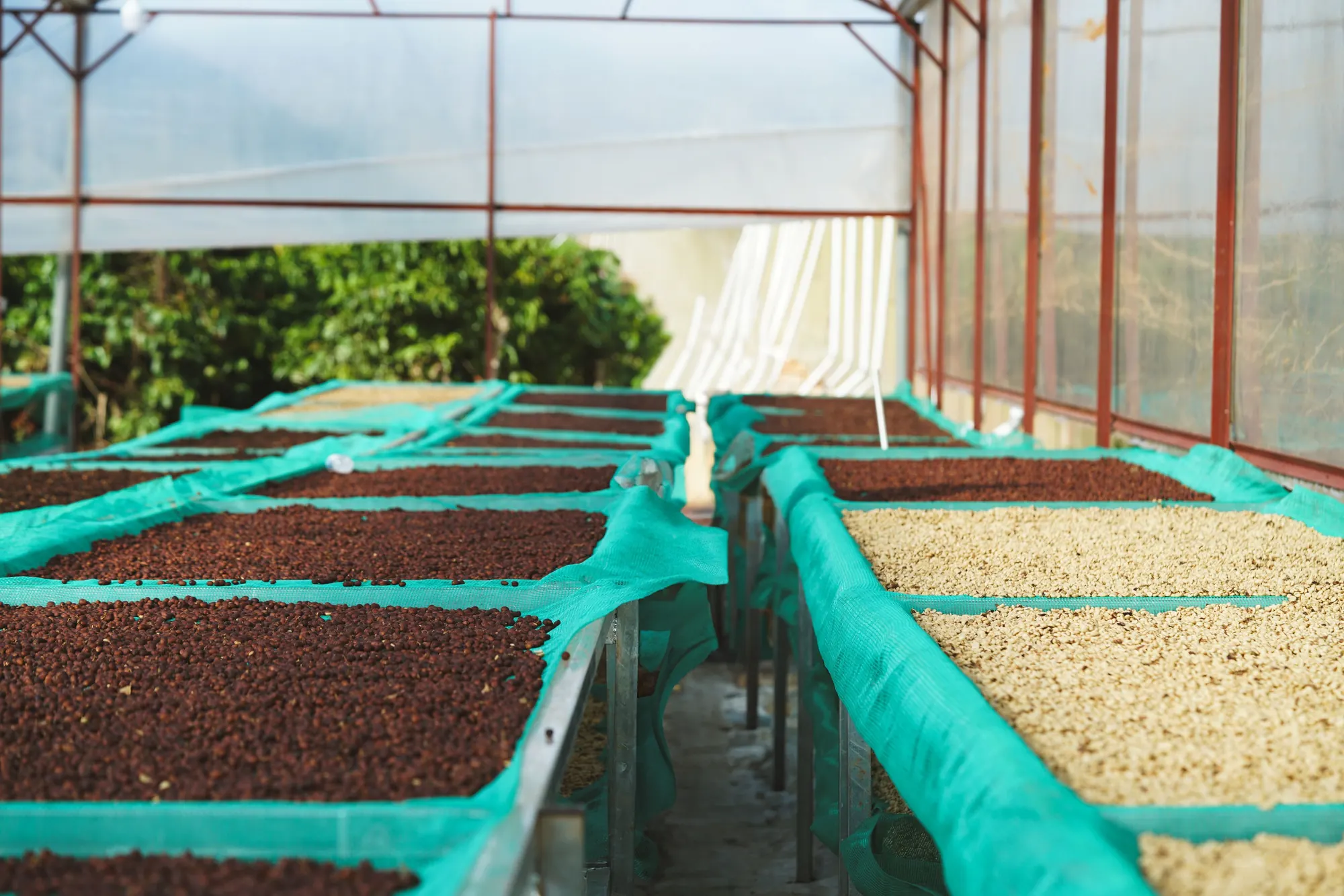 Drying parchment on raised beds