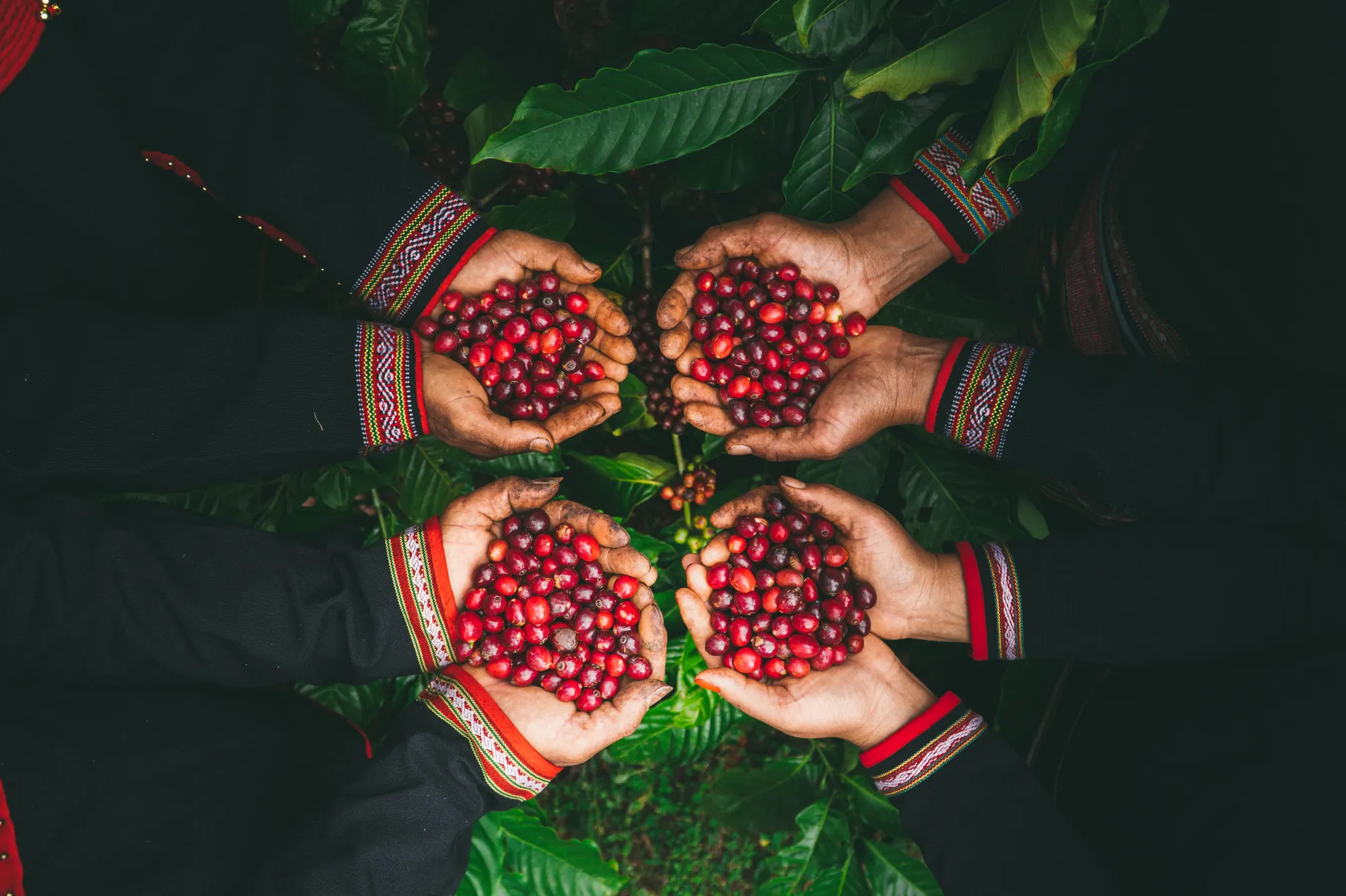 Only red cherries are hand-picked