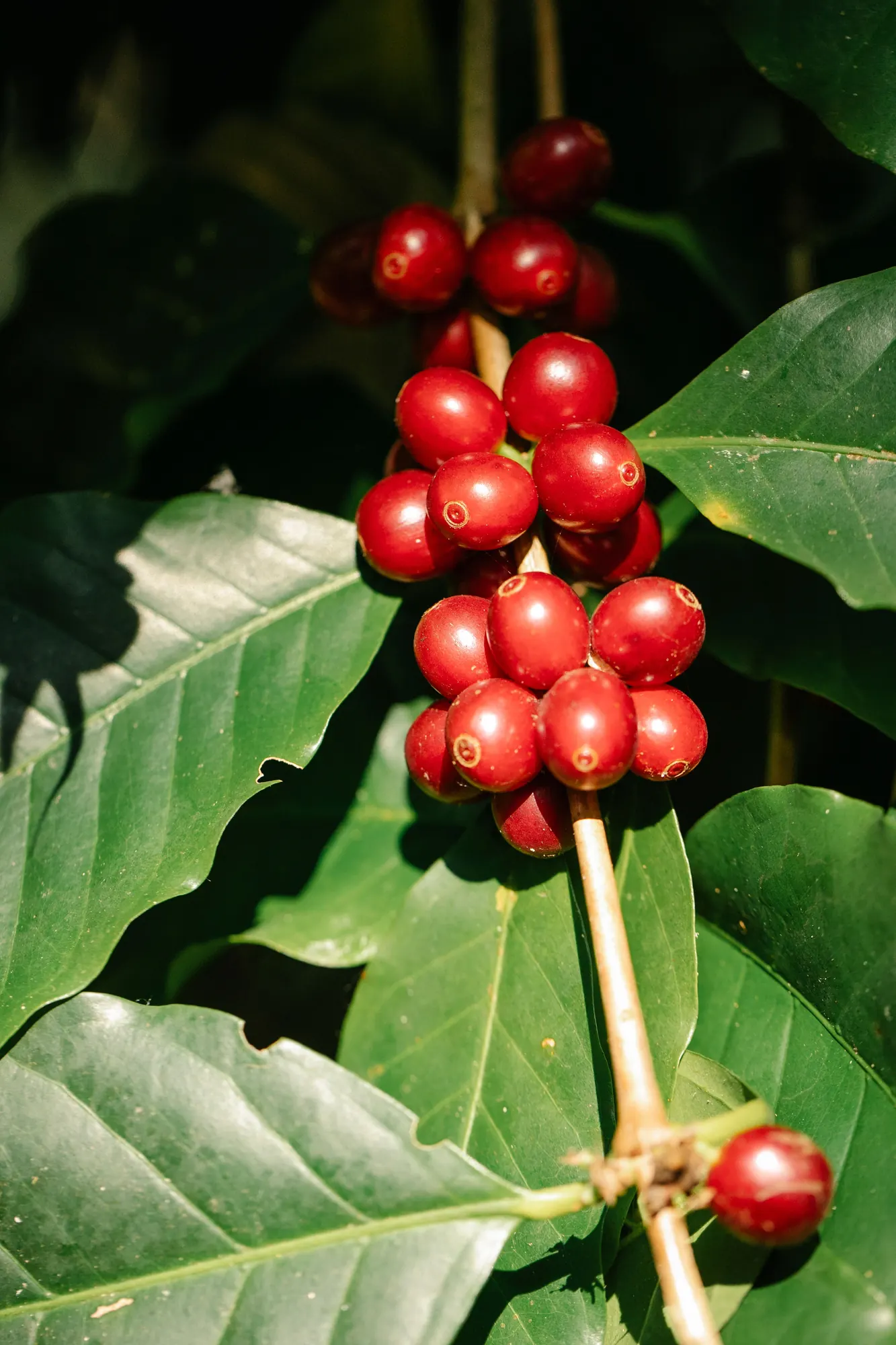 A ripe cluster ready for the mill
