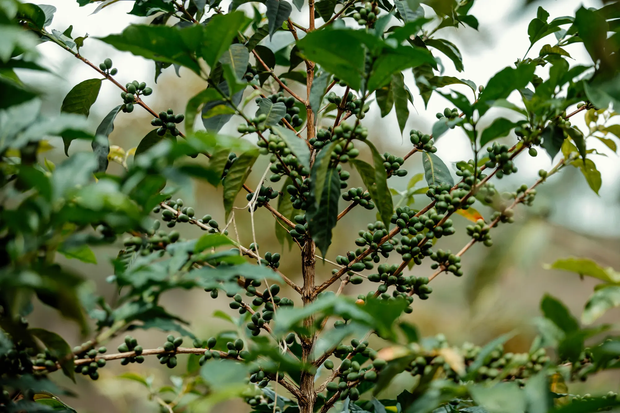 Coffee branches with green cherries beneath a leafy shade canopy