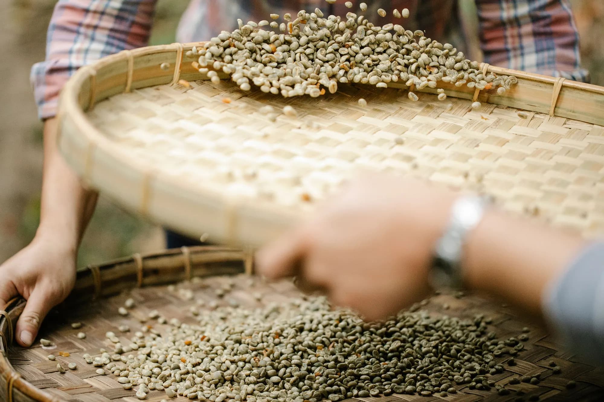 Winnowing graded green coffee